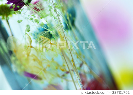 Herbarium 38781761