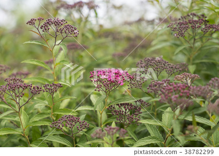 青島，慶北 38782299