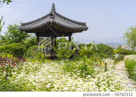 Flower field, Qingdao, Gyeongbuk 38782312
