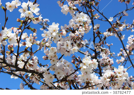 櫻花的照片4 38782477