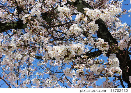 櫻花的照片6 38782480