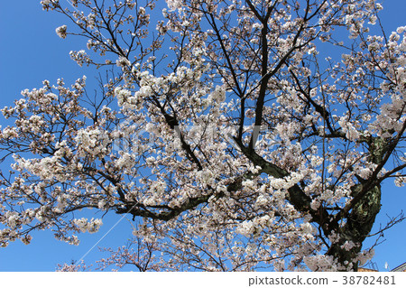 Sakura's picture 7 38782481