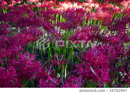 鮮花，龍天使 38782947