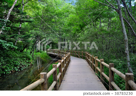 Kamikochi濕地樹道路散步 Kamikochi濕地樹道路散步 38783230