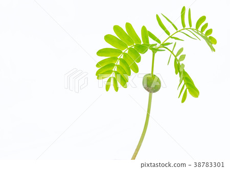 Tamarind, Indian date, seedling, the green sprout Tamarind, Indian date, seedling, the green sprout 38783301