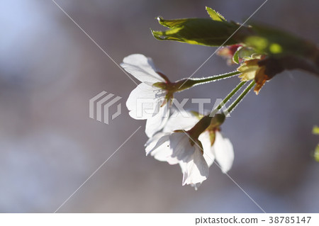 櫻花一面 櫻花一面 38785147