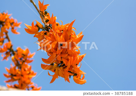 Flower palas orange 38785188