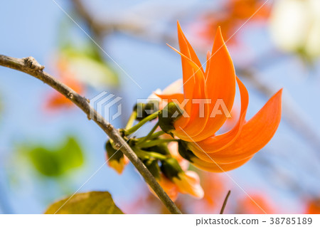 Flower palas orange 38785189