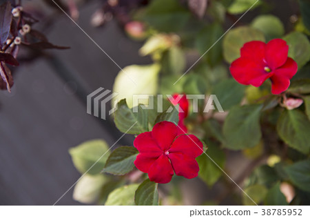 Red impatiens flower Red impatiens flower 38785952
