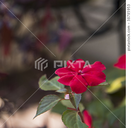 Red impatiens flower Red impatiens flower 38785953
