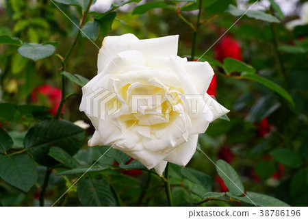 Rose Pascali 38786196