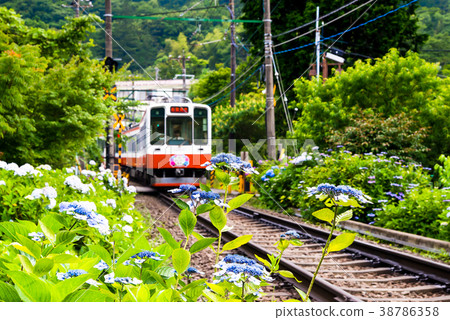 箱根登山鐵路和繡球花Odairadai 箱根登山鐵路和繡球花Odairadai 38786358