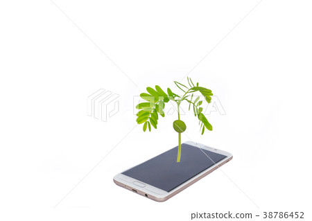 tamarind, Indian date, seedling, the green sprout tamarind, Indian date, seedling, the green sprout 38786452