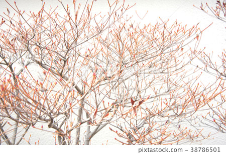 Tree branch Tree branch 38786501