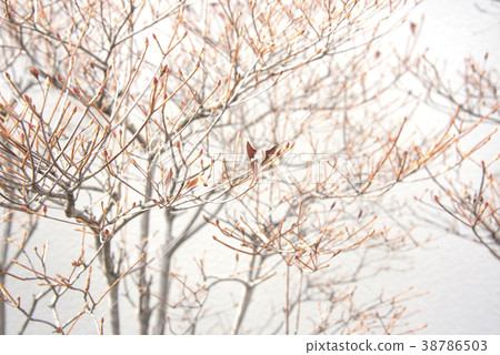 Tree branch Tree branch 38786503