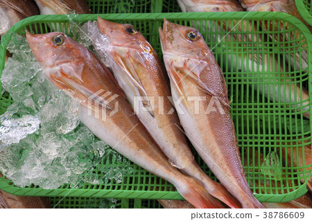 魚鹹水魚 38786609