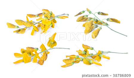 sesbania javanica flower isolated on white  38786809