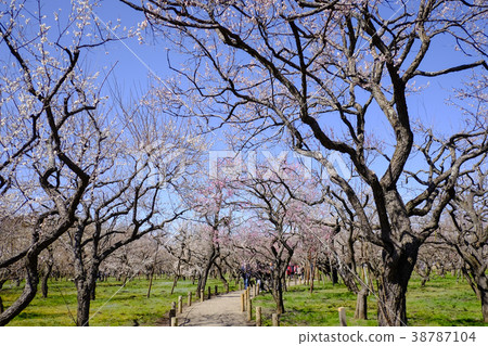 Umerin in Kairakuen Umerin in Kairakuen 38787104