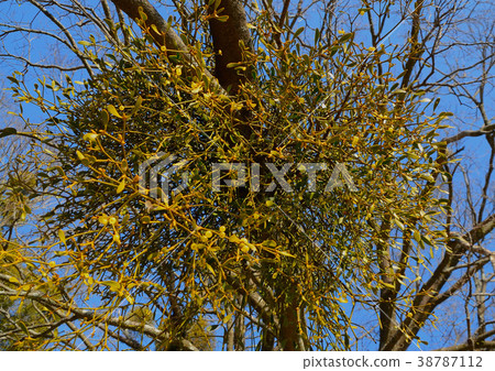 槲寄生 槲寄生 38787112