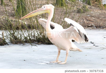 Pelican standing on ice 38787316