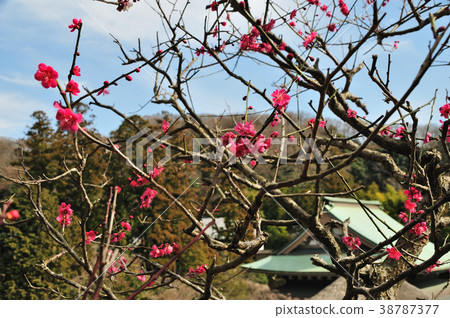 Meikenji plum Meikenji plum 38787377