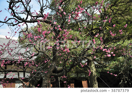 Meikenji plum 38787379