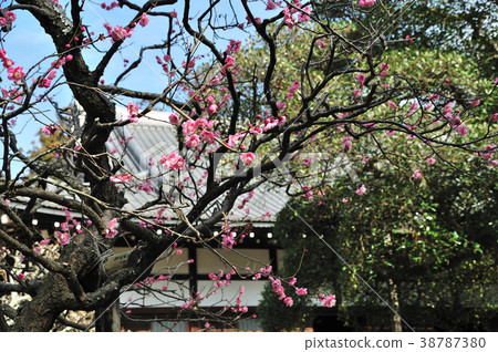 Meikenji plum 38787380