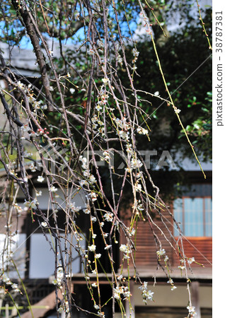 Meikenji plum Meikenji plum 38787381