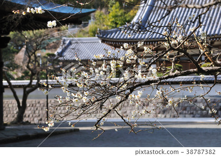 Meikenji梅 Meikenji梅 38787382