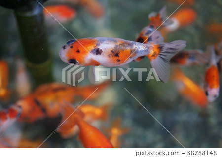 Ranchu Edo-kishi 38788148