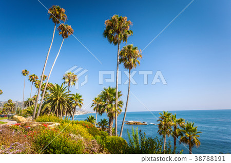Tropical flora in Laguna Beach Tropical flora in Laguna Beach 38788191