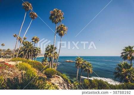 Tropical flora in Laguna Beach Tropical flora in Laguna Beach 38788192