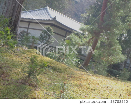 樹木 樹木 38788350