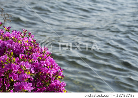 Goyang International Flower Show, Ilsan, Goyang-si, Gyeonggi-do 38788782