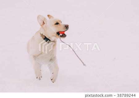 Labrador Dog Play Run Outdoor In Snow, Winter 38789244