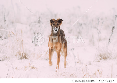 Hunting Sighthound Hortaya Borzaya Dog During Hare 38789347