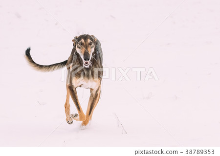 Hunting Sighthound Hortaya Borzaya Dog During Hare Hunting Sighthound Hortaya Borzaya Dog During Hare 38789353