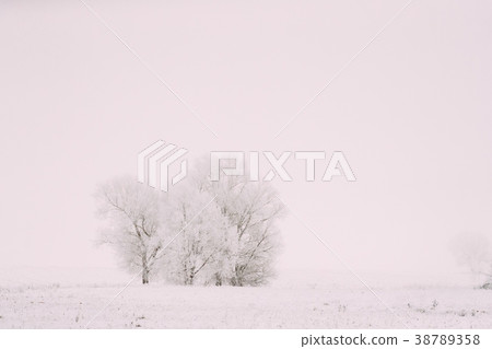 Snow-covered Field In Winter Frosty Day. Fluffy 38789358