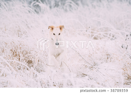 Russian Wolfhound Hunting Sighthound Russkaya Russian Wolfhound Hunting Sighthound Russkaya 38789359