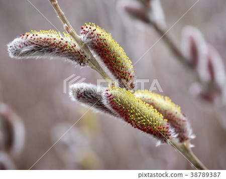 Pink Neko Wani 38789387