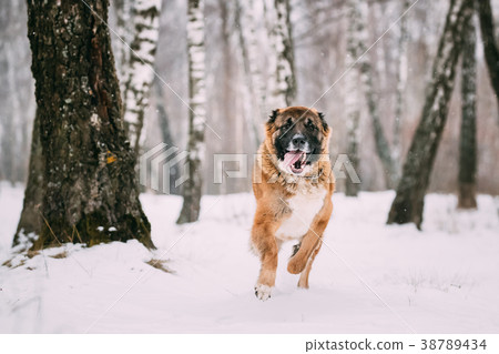 Caucasian Shepherd Dog Running Outdoor In Snowy 38789434