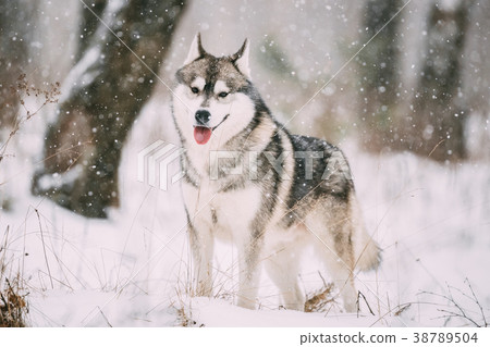 Siberian Husky Dog Walking Outdoor In Snowy Field Siberian Husky Dog Walking Outdoor In Snowy Field 38789504