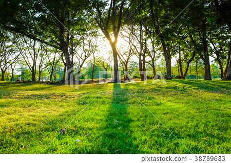 Sunset light on tree with green meadow at park 38789683