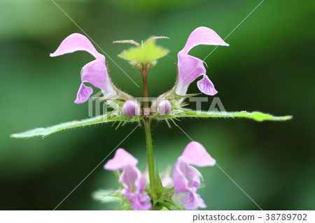 Blooming blind nettle 38789702