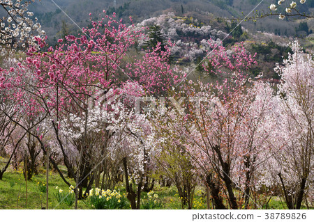 花山山景觀 38789826