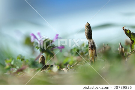 春芽發芽 38789856