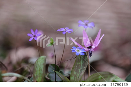 Kakikuri Flower and Snowy Grass Kakikuri Flower and Snowy Grass 38790189