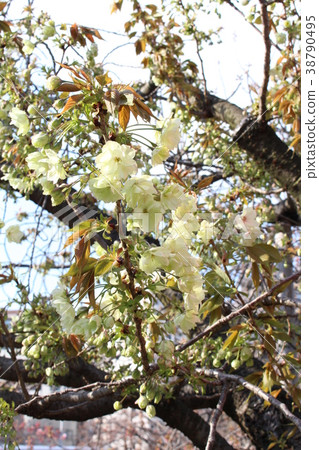 Spring cherry blossoms Spring cherry blossoms 38790495