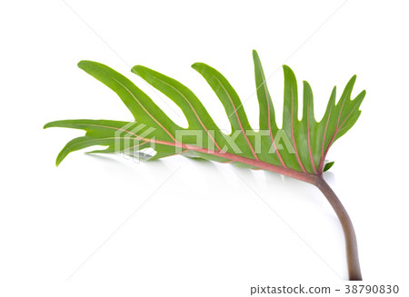 back side of fresh Philodendron Xanadu leaf 38790830