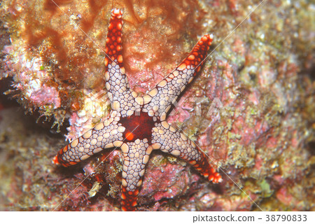 Starfish Starfish 38790833